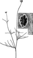 Thelesperma Hyridum vintage illustration. vector