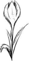 Crocus sketch, illustration, vector on white background.