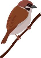 Sparrow on a branch , illustration, vector on white background