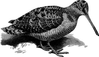 Woodcock, vintage illustration. vector