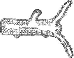 Section of a hydra, vintage illustration. vector