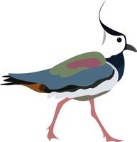 Northern lapwing, illustration, vector on white background.