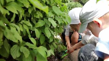 a group of little girls and boys play in the yard in summer video