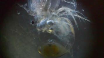 genere di crostaceo arti agitare nel il microscopio video