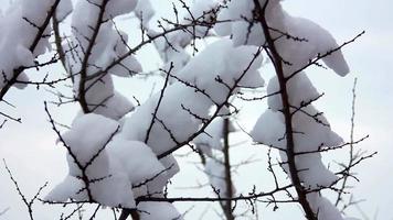 Snow on the branches video