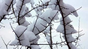 Schnee auf den Ästen video