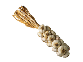 garlic on a transparent background