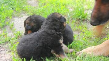 German shepherd with puppies play in green grass video