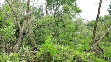 huracanes, tifones y ciclones tropicales son los fenómenos meteorológicos más poderosos y destructivos de la tierra y azotan a varios países del mundo cada año. video