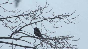 corbeaux sur arbre video