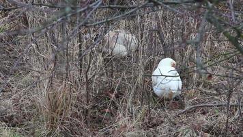 poulets à l'état sauvage video