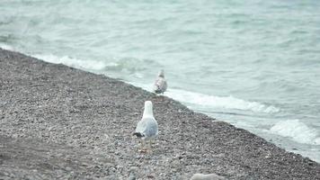 mouettes sur la plage video