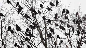 cuervos en el árbol video