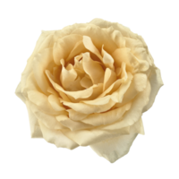 light orange or peach colored rose png