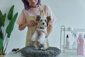 primer plano de mujer peinando lindo perrito en el salón de aseo foto