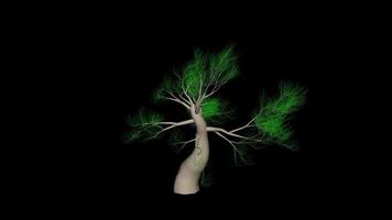 animazione albero, le foglie fruscio nel il vento, con un alfa canale video