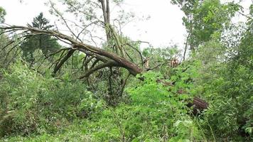 huracanes, tifones y ciclones tropicales son los fenómenos meteorológicos más poderosos y destructivos de la tierra y azotan a varios países del mundo cada año. video