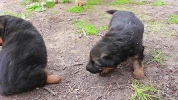 joven perro pastor alemán juega en hierba verde con cachorros video