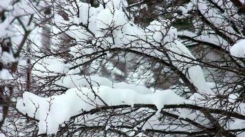 Schnee auf den Ästen video