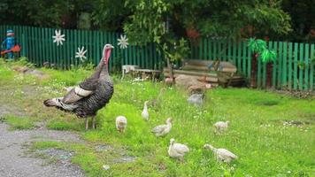 galinhas e filhotes de peru na grama verde video