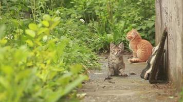 Two small kittens are playing with each other at in the garden video