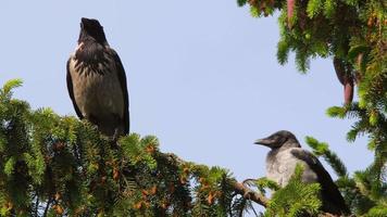 Crow with small chicks on a coniferous branch. Nest and little crows chicks video