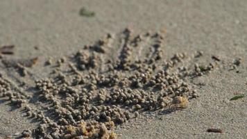 cangrejo soldado marrón claro en una playa de arena tropical filtrando arena en busca de organismos microscópicos. cangrejos burbujeadores de arena en una playa asiática haciendo bolas de arena video