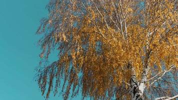 herfst winderig het weer. berk met geel gouden bladeren. blad val. gouden boom bladeren. video