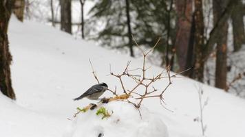 Aves carbonero y trepador azul se alimentan en el bosque de invierno video