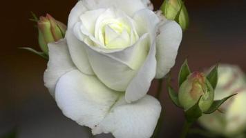 White garden rose bush, close up. Summer concept. Summer garden video