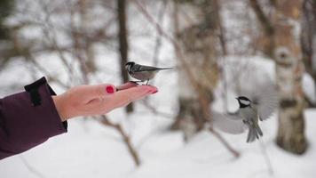 Tit bird lands on outstretched hand holding seeds. Adorable bird with colorful feathers pecks a seed out of woman's hand winter video