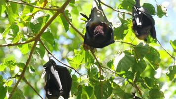 un zorro volador negro cuelga boca abajo agarrado a un árbol en su hábitat habitual en un bosque con plantas verdes video