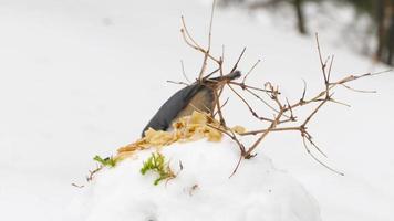 söt vild mycket liten fåglar nötväckar matning på frön på snöig observation däck i tall skog parkera på kall vinter, naturskön se av naturlig landskap video