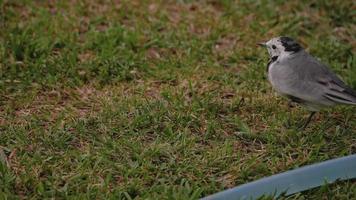 Wagtail bird Motacilla alba feeding on grass field video