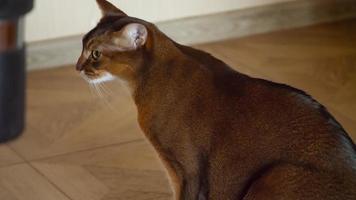 Purebred abyssinian cat resting and playing video