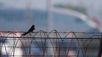 Black bird Drongo sits on a fence on a blurred background video