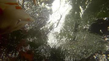 Koi in fish pond underwater. Koi nishikigoi, are colored form of Amur carp video