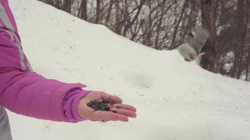 boomklever en mees vogelstand in vrouwen hand- eten zaden, winter, langzaam beweging video