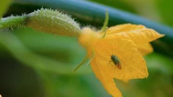 Green bug on a flowering cucumber, macro video