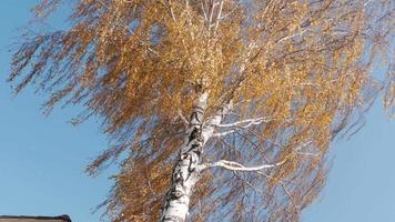begrepp säsong höst. gul träd och blad falla. blåsigt höst dag. video