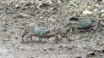 twee krab Aan de rotsen bovenstaand de water niveau. video