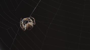 Spindel på de webb äter byte, kväll ljus video