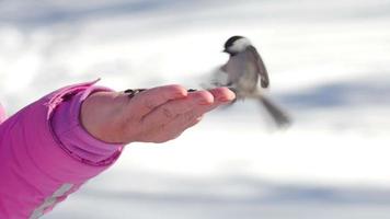 boomklever en mees vogelstand in vrouwen hand- eet zaden, winter, langzaam beweging video