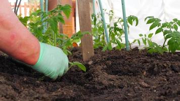 agricultor plantando plántulas de tomates en un jardín orgánico video