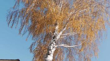 begrepp höst, höst blad falla i de skog. björk träd med gul löv video