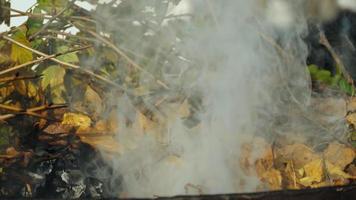 Smoke from burning foliage in autumn. Man collects dry leaves and burns them video