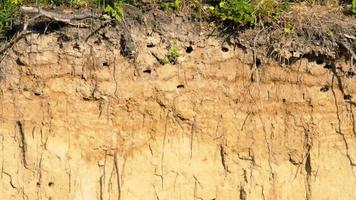 veloce nidi nel il collina, sabbia martin riparia riparia video