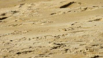 un cangrejo fantasma cavando arena para hacer un agujero en la playa video