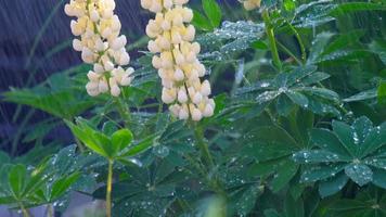 Nahaufnahme von frischen, leuchtend grünen Lupinenblättern und gelben Blüten unter Regen video