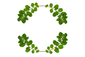 leaf vine circle Isolate on transparent background PNG file